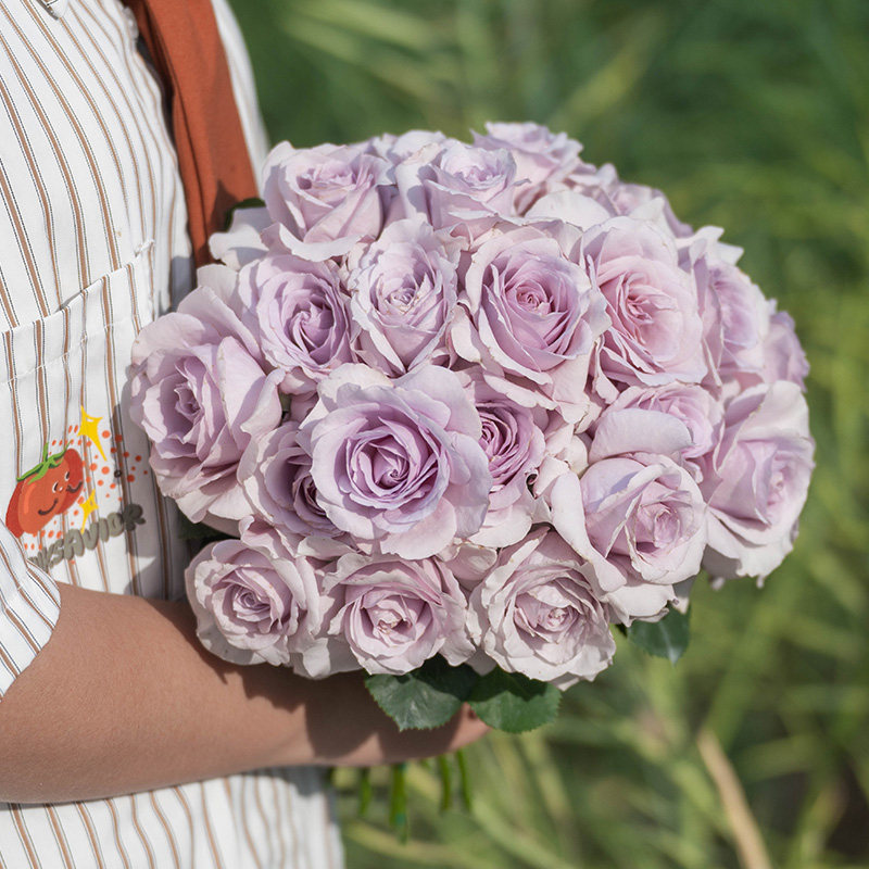 天狼月季裸根苗灌木型庭院露台地栽盆栽新手好养多季开花植物阳台,淘宝优惠券,粉丝福利购,淘宝优惠卷