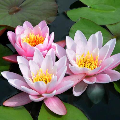 天狼 睡莲块根水培植物  四季盆栽耐寒丰花易养水生植物花卉 - 图0