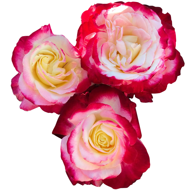 天狼月季红双喜多季黄红复色浓香灌木/切花月季玫瑰盆栽苗大丰花,淘宝优惠券,粉丝福利购,淘宝优惠卷