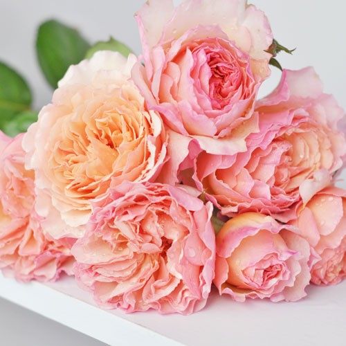 天狼月季 摩纳哥夏琳王妃 大花杂交茶香月季勤花花店切花玫瑰,淘宝优惠券,粉丝福利购,淘宝优惠卷