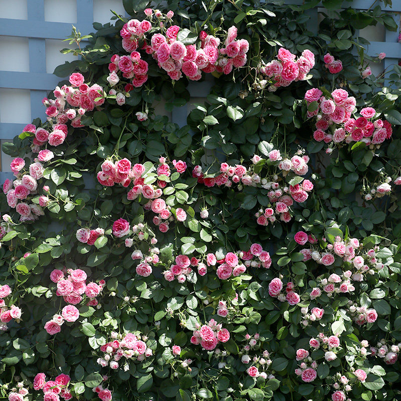 天狼月季胭脂扣庭院攀援藤本型粉色淡香观赏性盆栽花卉苗新手推荐,淘宝优惠券,粉丝福利购,淘宝优惠卷