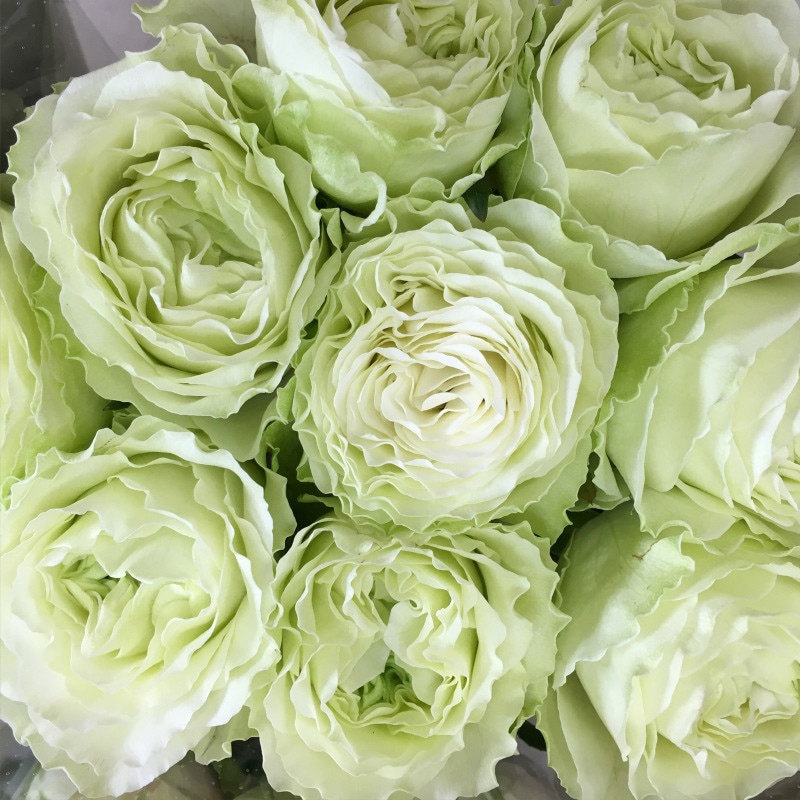 天狼月季 女士时装 多季开花绿色系大花杂交茶香月季玫瑰花店切花,淘宝优惠券,粉丝福利购,淘宝优惠卷