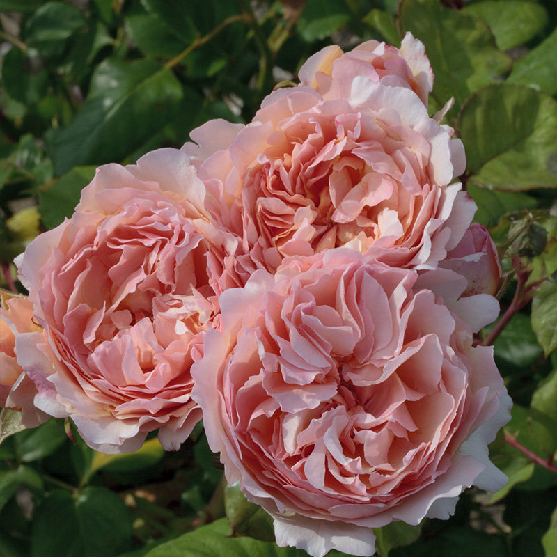 天狼月季 摩纳哥夏琳王妃 大花杂交茶香月季勤花花店切花玫瑰,淘宝优惠券,粉丝福利购,淘宝优惠卷