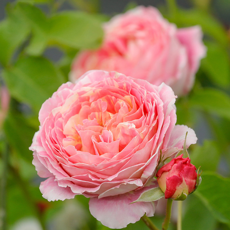 天狼月季 克劳德莫奈 多季节粉黄色条纹浓香灌木月季,淘宝优惠券,粉丝福利购,淘宝优惠卷