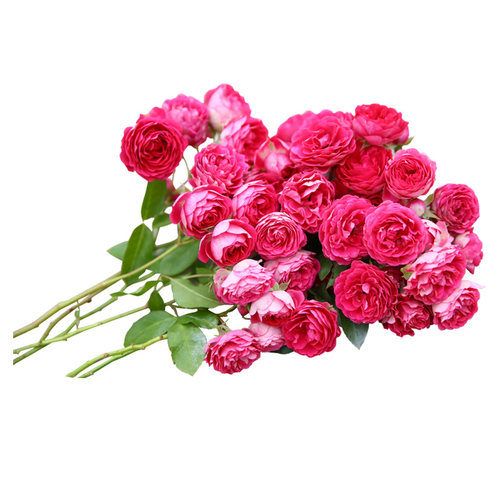 【胭脂扣】天狼月季自育粉色淡香庭院花园攀援藤本盆栽花卉苗 - 图3