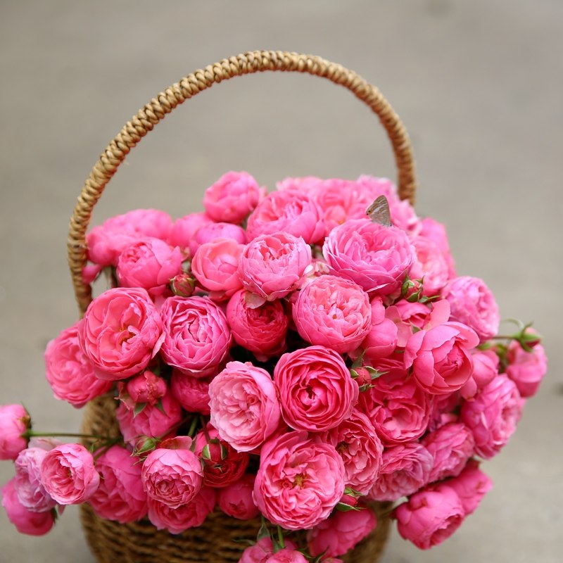 天狼月季艾拉绒球月季玫瑰多季勤花抗病可灌可藤月季,淘宝优惠券,粉丝福利购,淘宝优惠卷