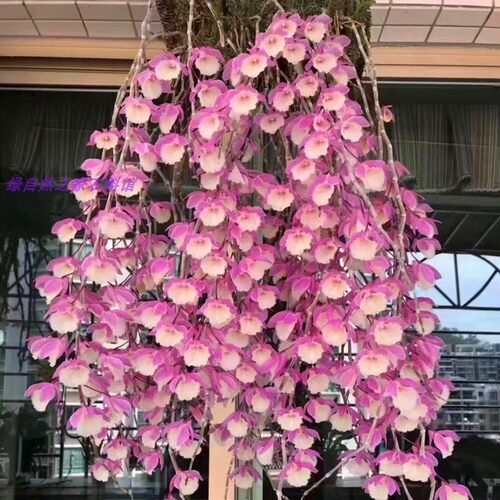 天宫石斛兰带花苞浓香型室内绿植兜唇石斛球花铁皮盆栽石斛兰花卉 - 图0