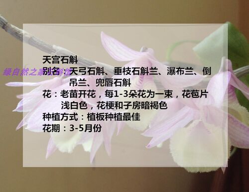 天宫石斛兰带花苞浓香型室内绿植兜唇石斛球花铁皮盆栽石斛兰花卉 - 图3