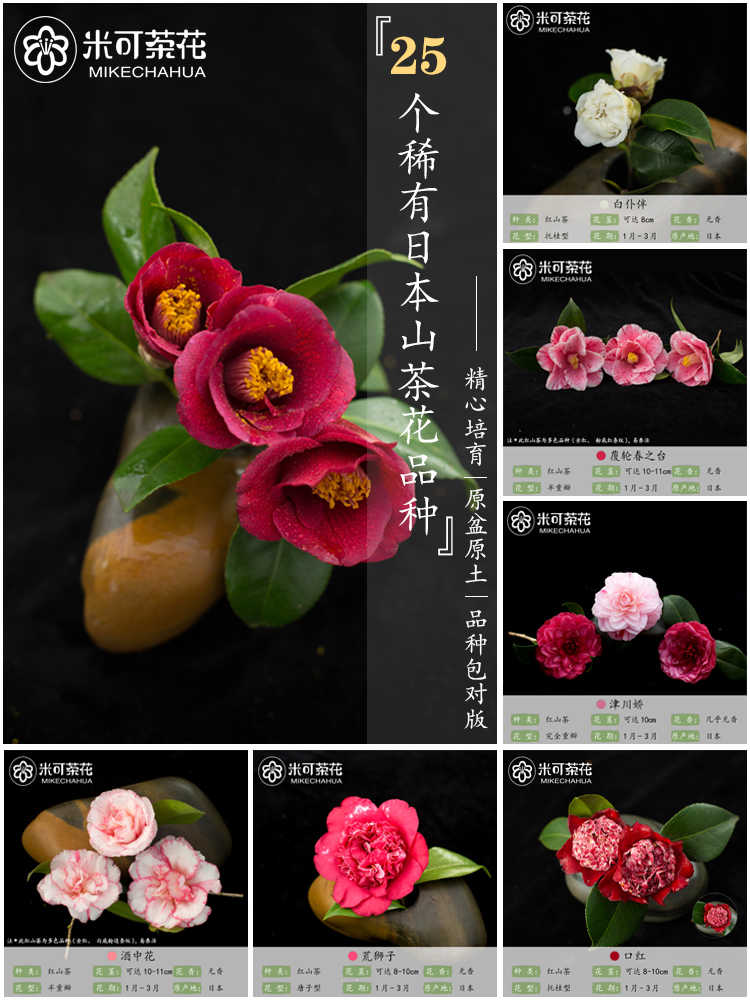 茶花品種 Top 0件茶花品種 23年2月更新 Taobao