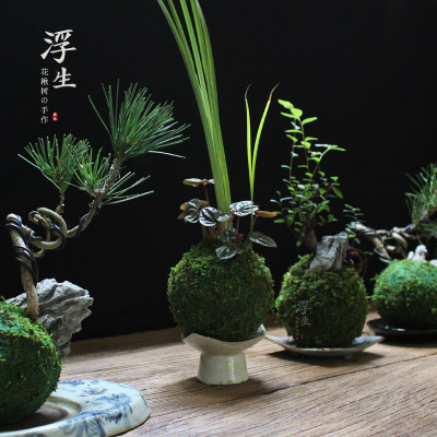 苔藓球植物盆景创意苔玉微景观绿植盆栽茶盘摆件样板房装饰 虎窝淘