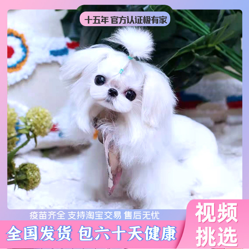 犬 エクステ チョンボ 春 おしゃれ かわいい 冬 小型犬 国産 大型犬 夏 おもしろ 秋 中型犬