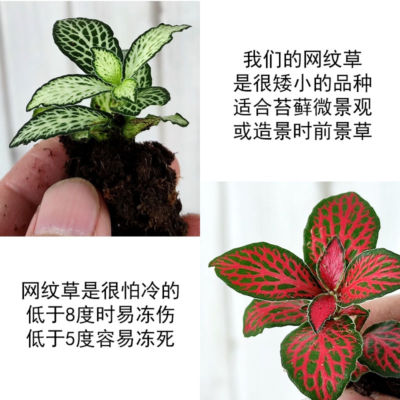 网纹草苔藓微景观DIY植物鲜活绿植盆栽迷你水培土养水陆室内观叶 - 图1