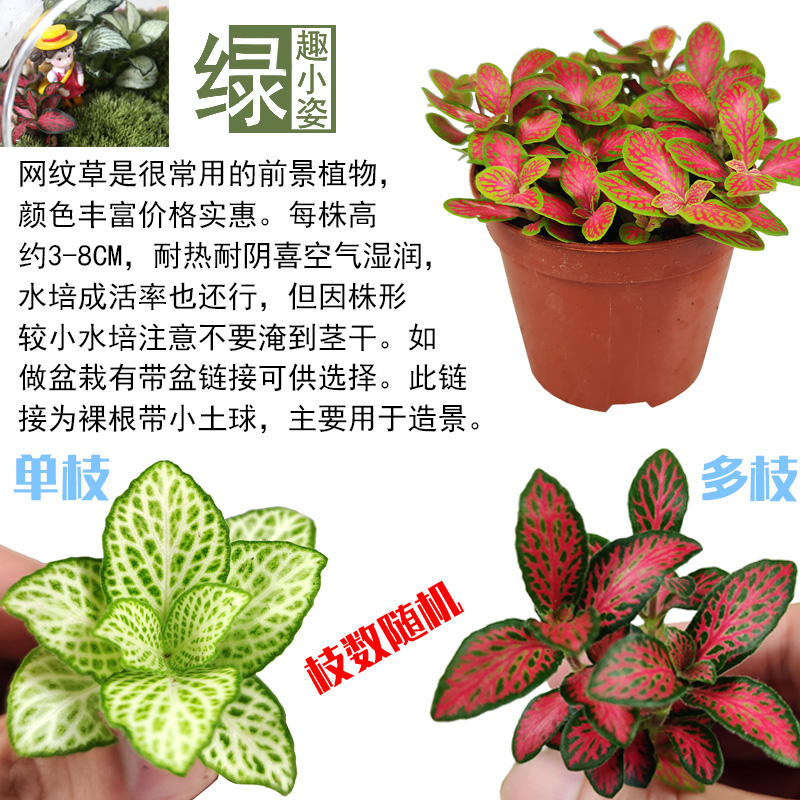 网纹草苔藓微景观DIY植物鲜活绿植盆栽迷你水培土养水陆室内观叶 - 图0