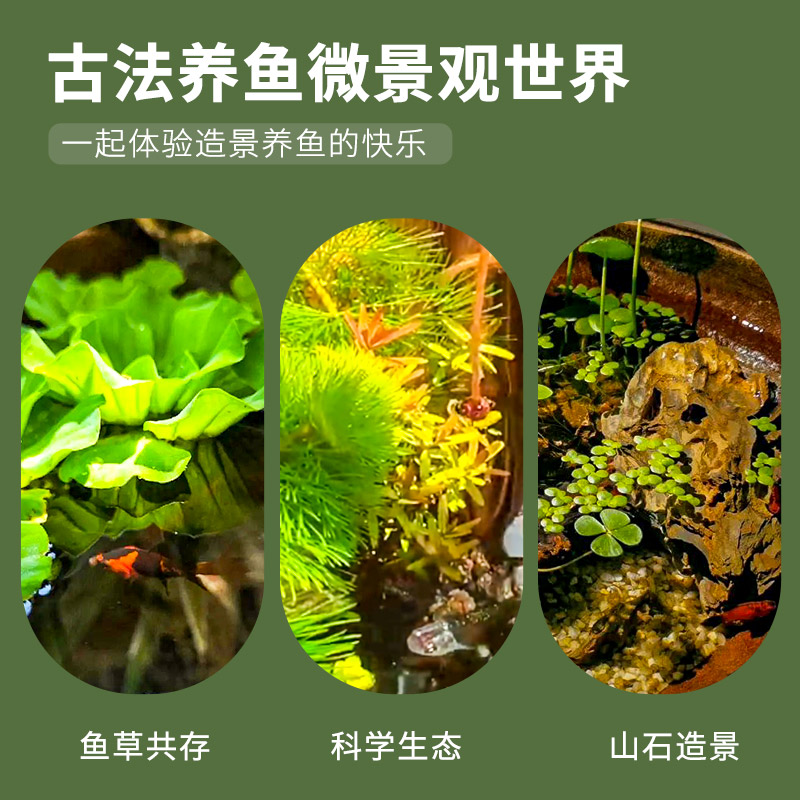 古法鱼缸造景全套生态养鱼水草植物套餐浮萍水芙蓉绿菊水草缸鱼草