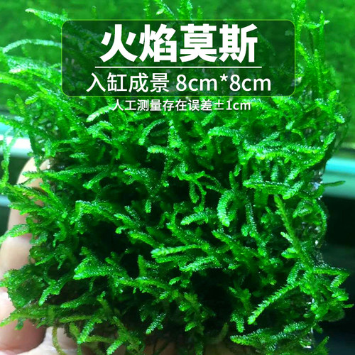 火焰莫斯水草活体摩斯摩丝moss8*8网片定植鱼缸阴性懒人好养水草-图0