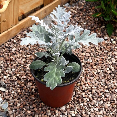 银叶菊盆栽花苗雪叶菊花苗耐寒植物阳台庭院花园景观耐寒花卉绿植 - 图0