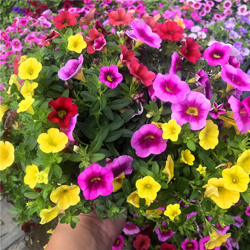 百万小玲盆栽花苗舞春花牵牛花垂吊庭院阳台花园吊篮耐寒花期长 - 图1