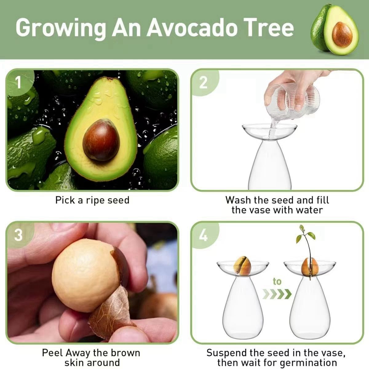 牛油果水培花瓶牛油果核种子水养容器玻璃器皿植物水培专用花瓶盆,淘宝优惠券,粉丝福利购,淘宝优惠卷