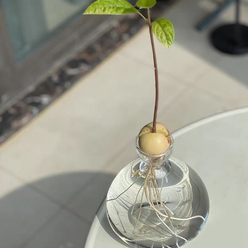 牛油果水培花瓶牛油果核种子种植养成专用花瓶容器器皿大号园艺,淘宝优惠券,粉丝福利购,淘宝优惠卷