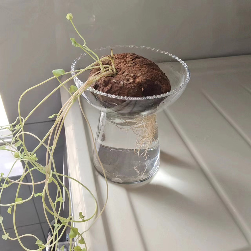 山乌龟专用水培瓶山乌龟水养玻璃瓶子山乌龟透明水培器皿催芽瓶子,淘宝优惠券,粉丝福利购,淘宝优惠卷