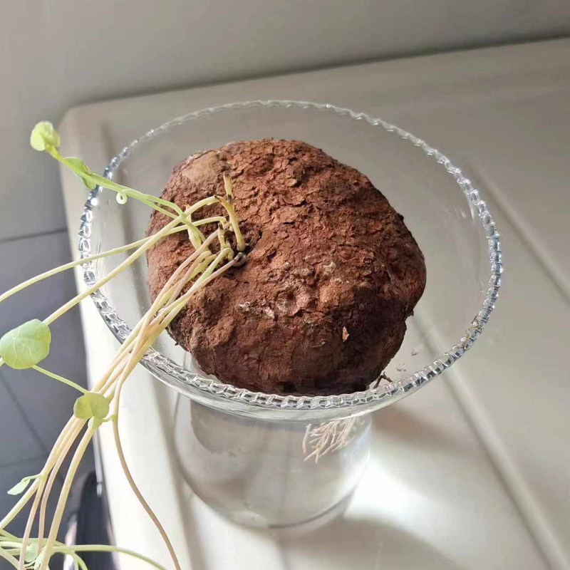 山乌龟专用水培瓶山乌龟水养玻璃瓶子山乌龟透明水培器皿催芽瓶子,淘宝优惠券,粉丝福利购,淘宝优惠卷