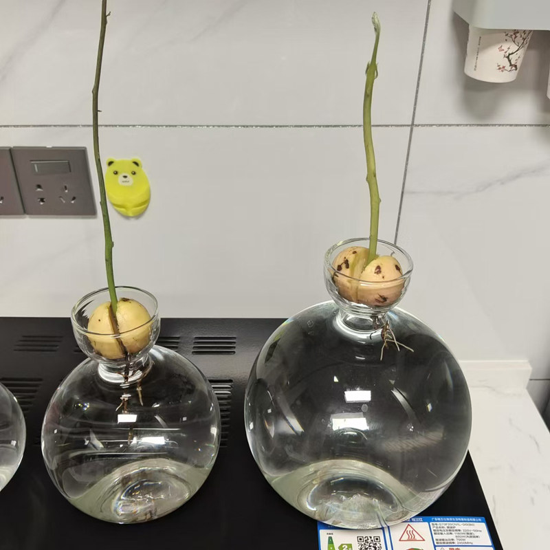 牛油果水培花瓶牛油果核种子种植养成专用花瓶容器器皿大号园艺,淘宝优惠券,粉丝福利购,淘宝优惠卷