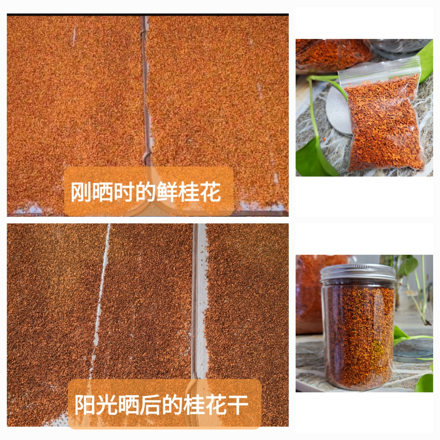 奉化天然桂花丹桂香浓色美桂花干可泡水做蜜饯干净无杂质 - 图0