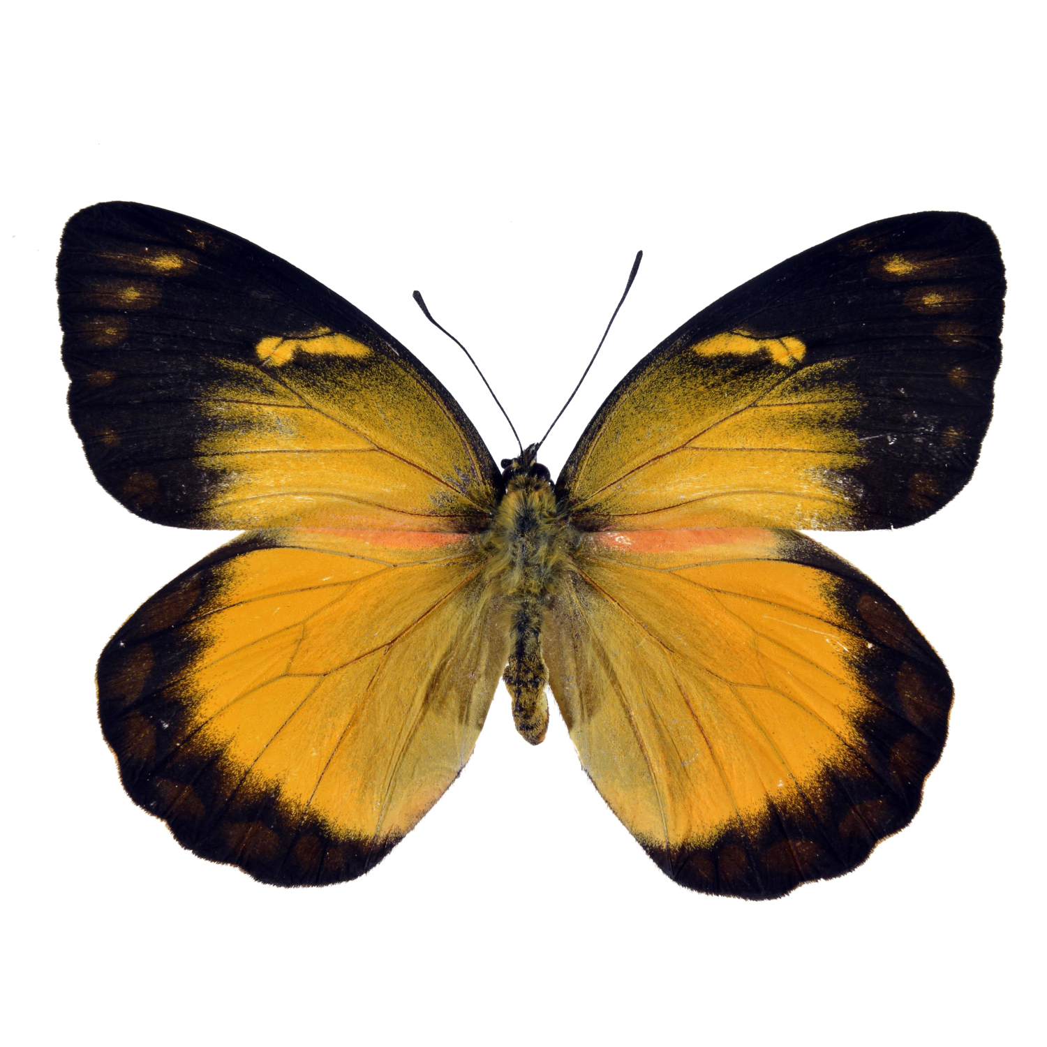 蝶语粉蝶科天然蝴蝶标本真昆虫教具教学diy原蝶未展翅自选品种 蝶语昆虫博物馆 淘优券