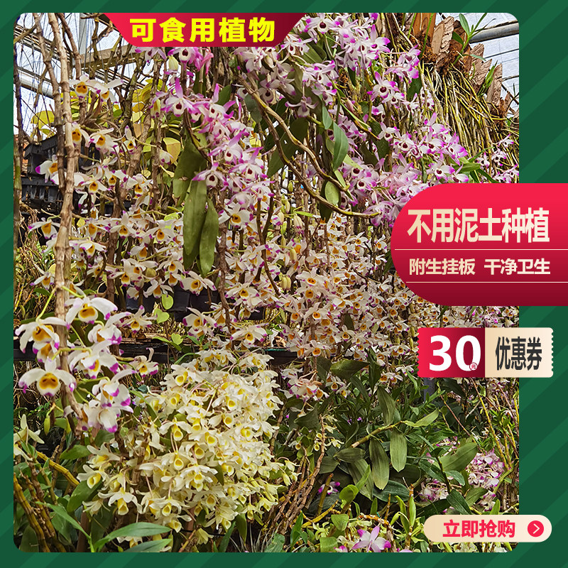 石斛苗带板种植好盆栽带花洋兰绿植铁皮天宫球花吊兰食用花卉造景,淘宝优惠券,粉丝福利购,淘宝优惠卷