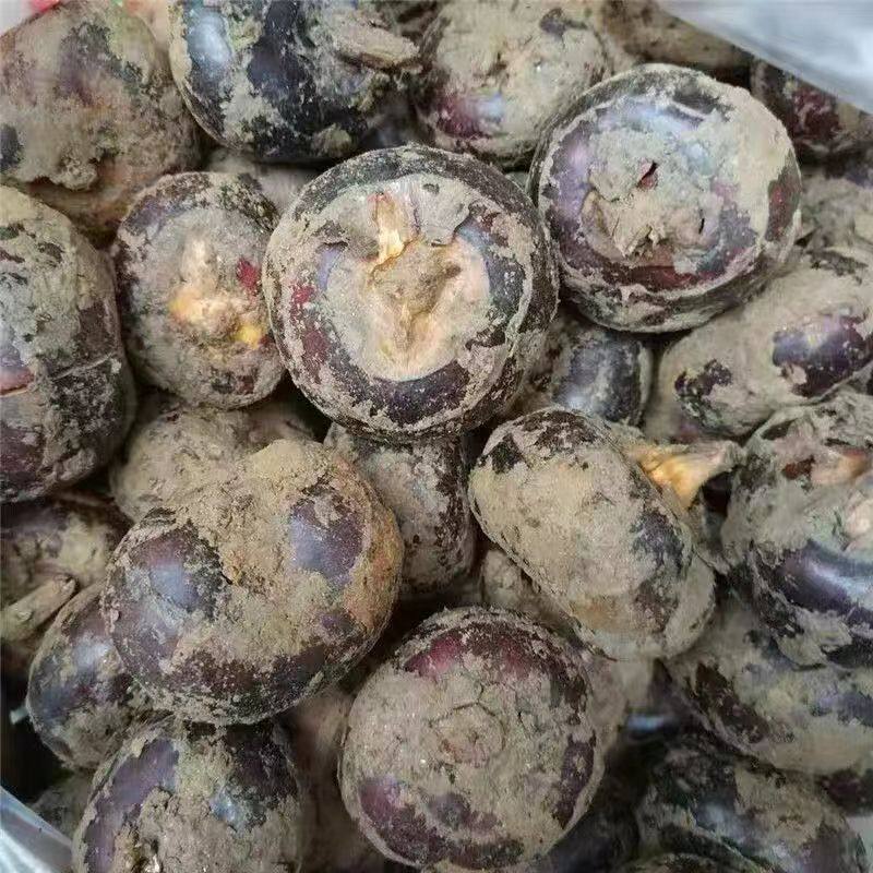 安徽新鲜马蹄农家马蹄荸荠现挖地梨农家当季蔬菜脆甜水果马蹄荸荠,淘宝优惠券,粉丝福利购,淘宝优惠卷