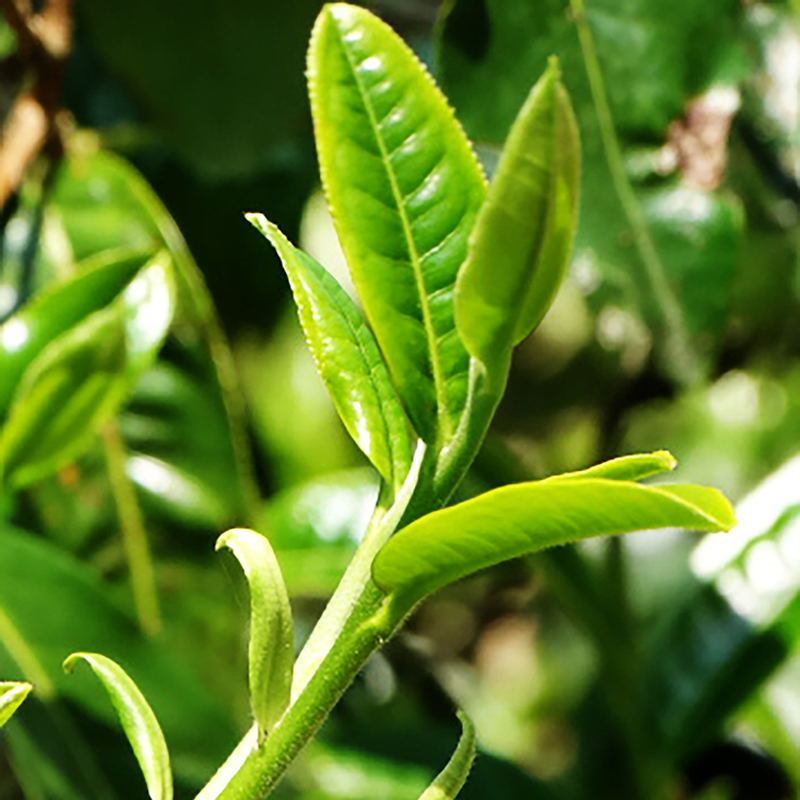 普洱生茶云南普洱市老客推荐口粮茶包装送礼老树生茶七子饼茶357g