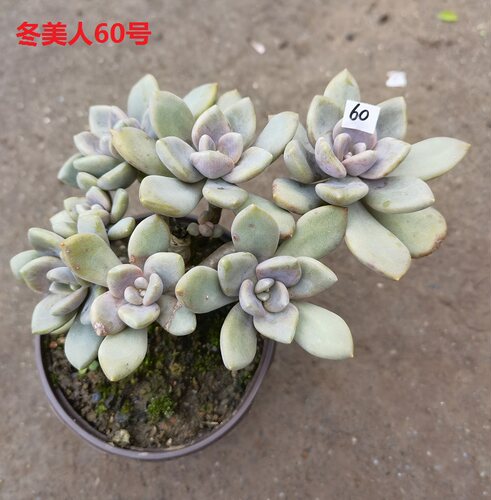 【冬美人】老桩多肉 露养好养活的多肉植物 满18包邮紫月多肉花园 - 图0