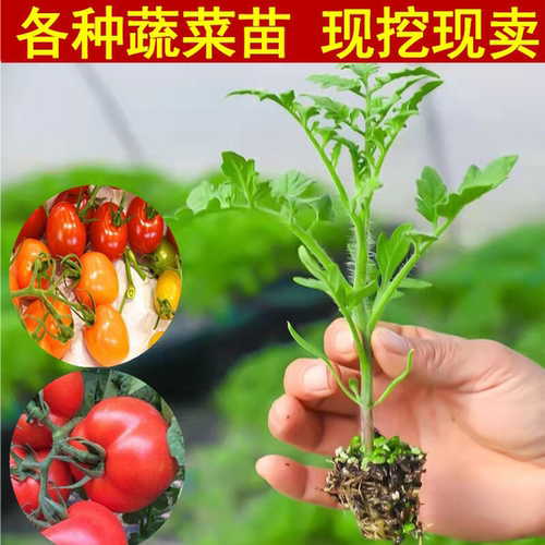 番茄圣女果西红柿苗辣椒苗茄子苗甜瓜苗寿光蔬菜秧苗大全种子孑 - 图1