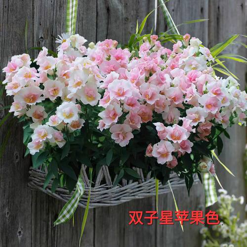 耐寒耐热新品双子星矮生重瓣金鱼草矮牵牛多季节开花机器花卉盆栽 - 图3