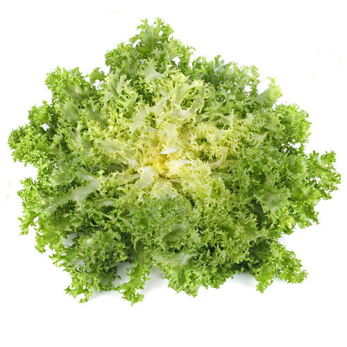 苦苣种子大全农家苦菊菜籽种蔬菜种孑苦苣菜种籽春秋冬季四季菜籽 - 图3