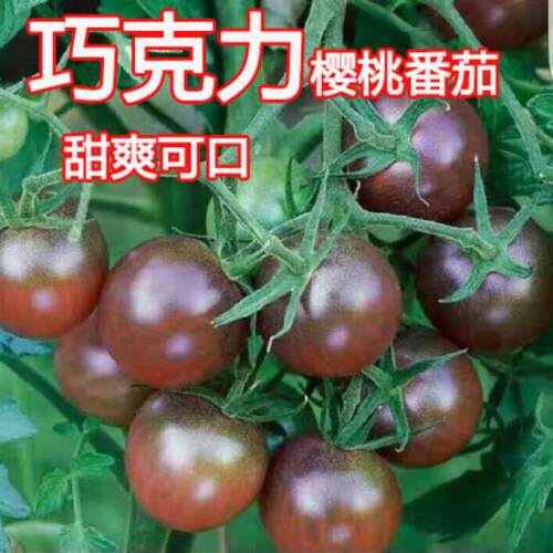 黑珍珠巧克力樱桃番茄西红柿圣女果水果春播蔬菜种子苗秧孑籽四季 - 图0
