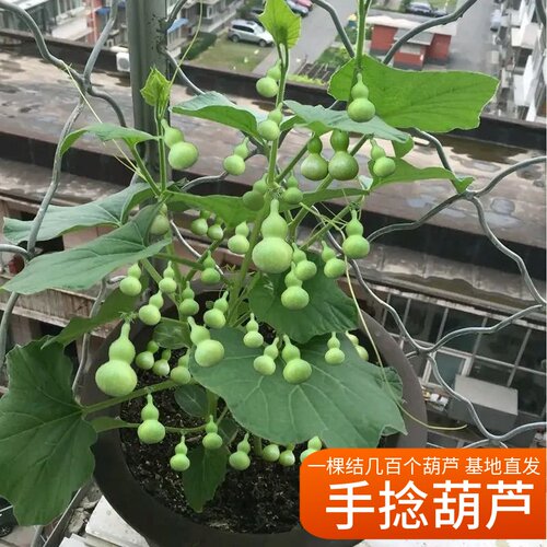 微型手捻文玩葫芦花蔬菜巨型宝葫芦种子孑苗铁包金约长4厘米 - 图0