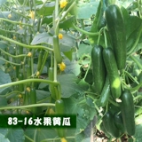 Shouguang Овощный вкус -это хороший высокооборотный голландский 8316 Семена фруктов огурца четыре сезона, чтобы съесть весенние саженцы