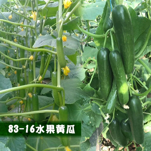 Shouguang Овощный вкус -это хороший высокооборотный голландский 8316 Семена фруктов огурца четыре сезона, чтобы съесть весенние саженцы