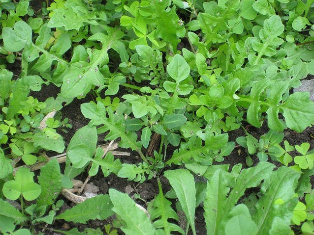 野生荠荠菜野菜种子四季可盆栽简单农家生菜春秋冬季蔬菜种子籽孑