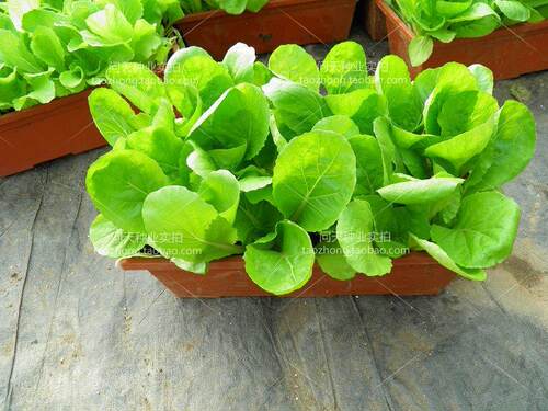 四季小白菜快菜可食用盆栽春夏秋冬菜园农家适合新手蔬菜种子籽孑 - 图0