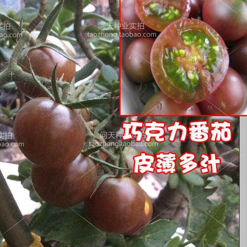 黑珍珠巧克力樱桃番茄西红柿圣女果水果春播蔬菜种子苗秧孑籽四季 - 图2