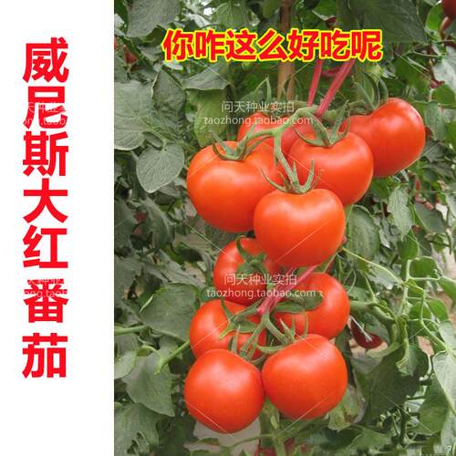 寿光蔬菜种子齐达利大红番茄 威尼斯F1-199  高产抗病温室大棚 - 图0