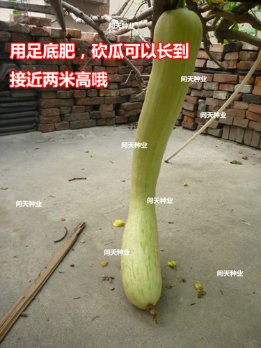 巨型砍瓜种子砍后继续生长想吃多少砍多少四季春季蔬菜种子籽孑 - 图0