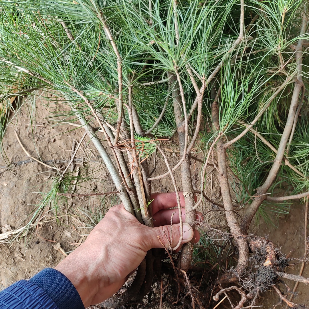 华山松树苗东北山松五针松盆景植物南北方庭院盆栽新款四季易活 - 图0