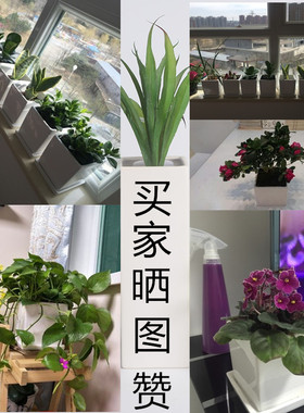 陶瓷inslogo绿萝种菜花盆