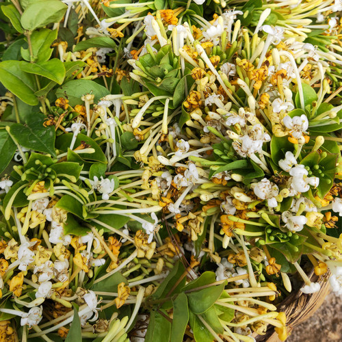 特级无硫新花云南野生金银花天然花草凉茶干花散装泡茶草药125克 - 图1