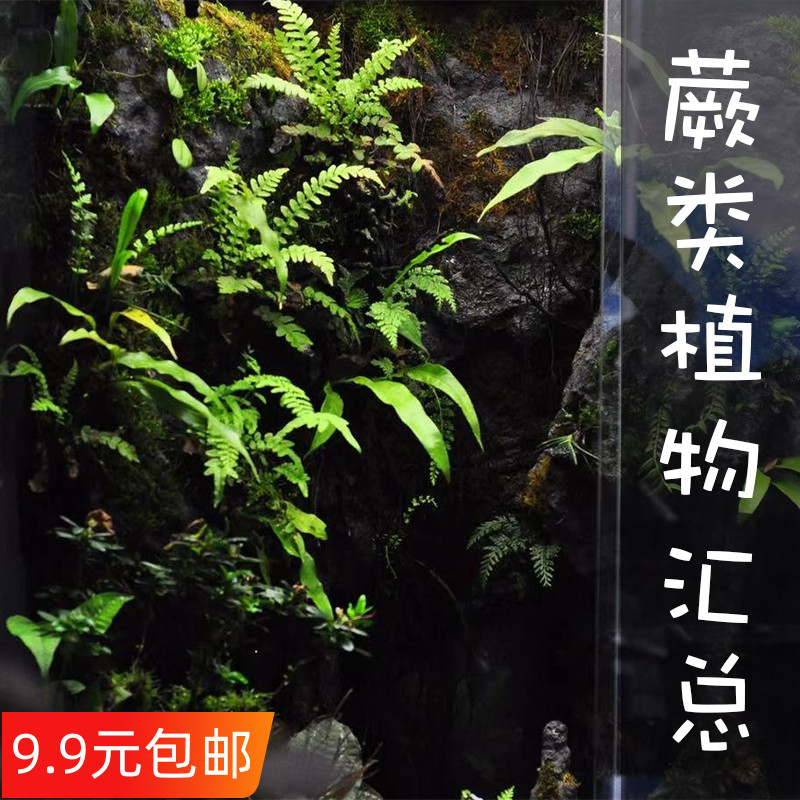 蕨类小植物苔藓微景观水陆雨林缸造景绿植室内桌面耐阴湿观叶盆栽 - 图0