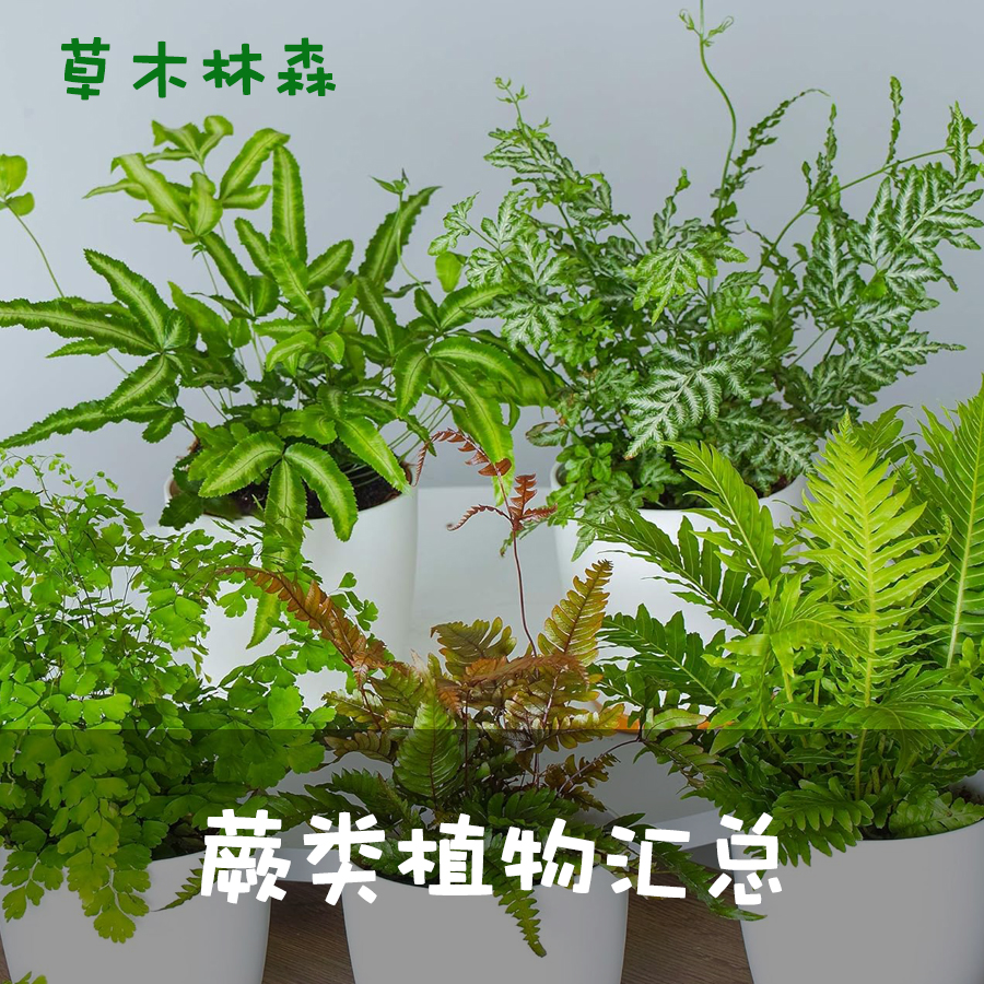 蕨类小植物苔藓微景观水陆雨林缸造景绿植室内桌面耐阴湿观叶盆栽 - 图1