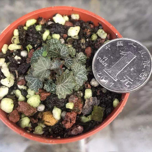 正宗姬虎耳姬雪之下虎耳草日本山野草苔藓菖蒲吸水石微型盆栽植物 - 图0